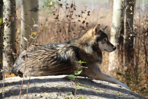 King Of The Rock, Yamnuska Wolfdog Sanctuary, Cochrane, Alberta photo