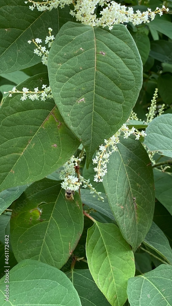flowering Reynoutria japonica - a species of the family Of the chardestidae flowering Reynoutria japonica - a species of the family Of the chardestidae
