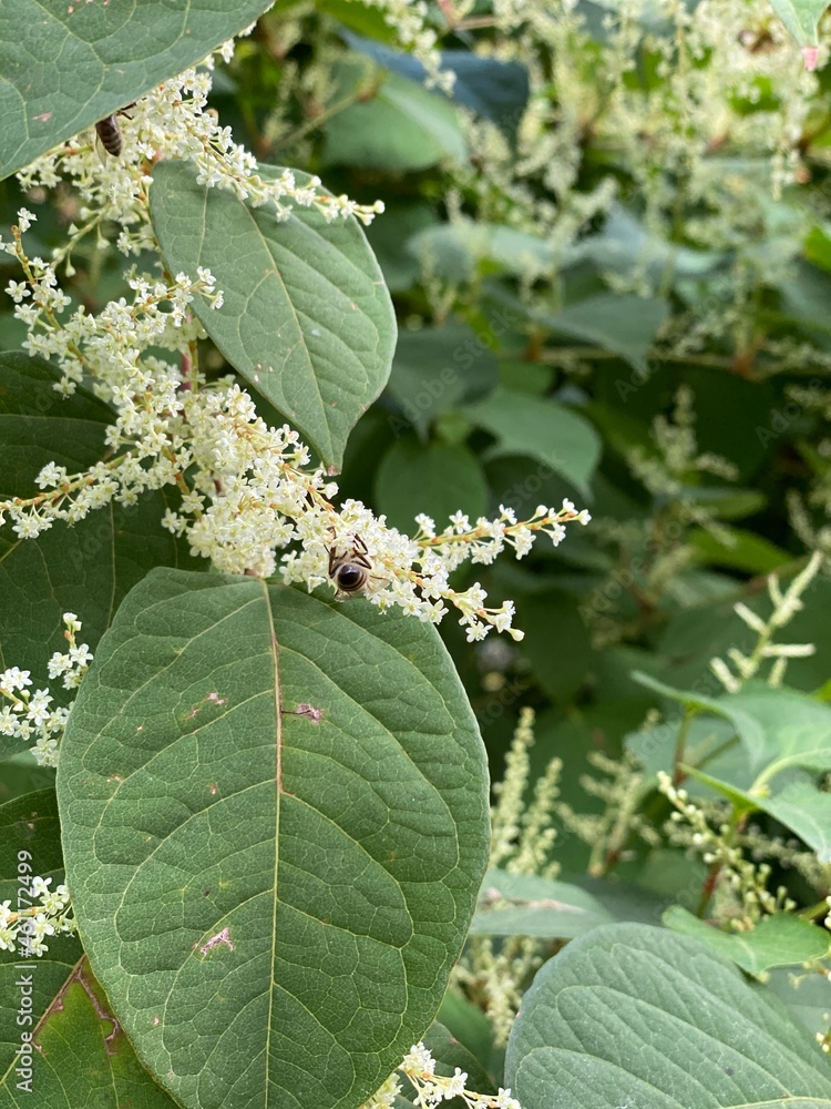 flowering Reynoutria japonica - a species of the family Of the chardestidae flowering Reynoutria japonica - a species of the family Of the chardestidae