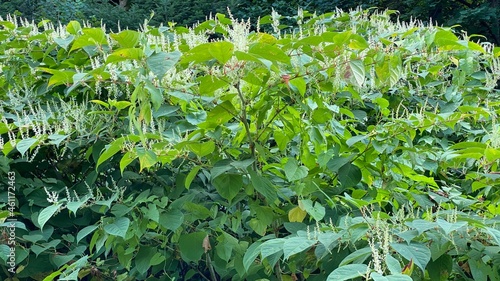 flowering Reynoutria japonica - a species of the family Of the chardestidae