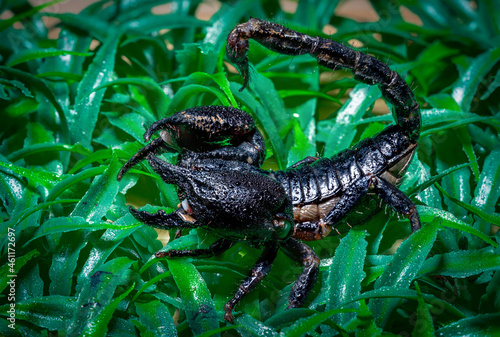 A black venomous scorpion is on the green grass.