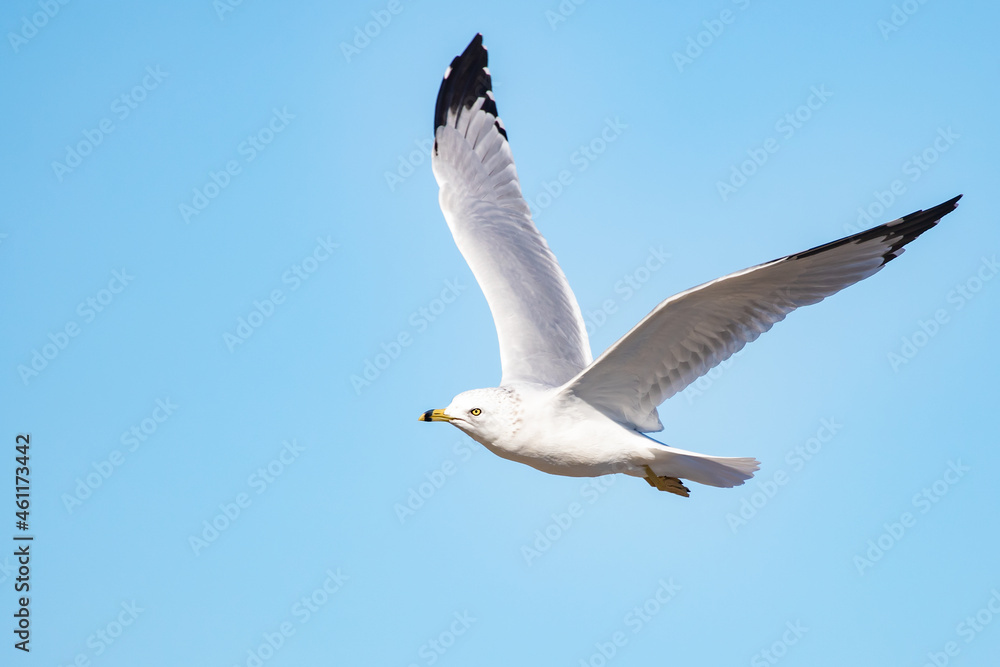 Ring-Billed Gull in Flight Against a Bright Blue Fall Sky Ring-Billed Gull in Flight Against a Bright Blue Fall Sky