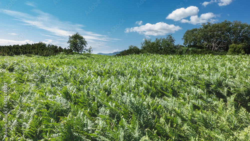 Obraz premium The meadow is completely covered with dense thickets of ferns. Green trees are visible in the distance. Blue sky with picturesque clouds. Kamchatka