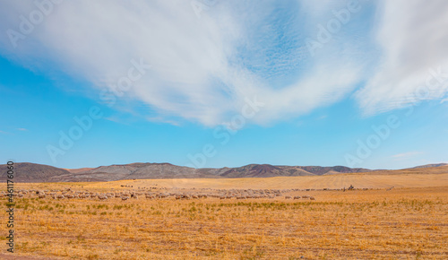 Flock of sheep grazing in a pasture with bright blue sky