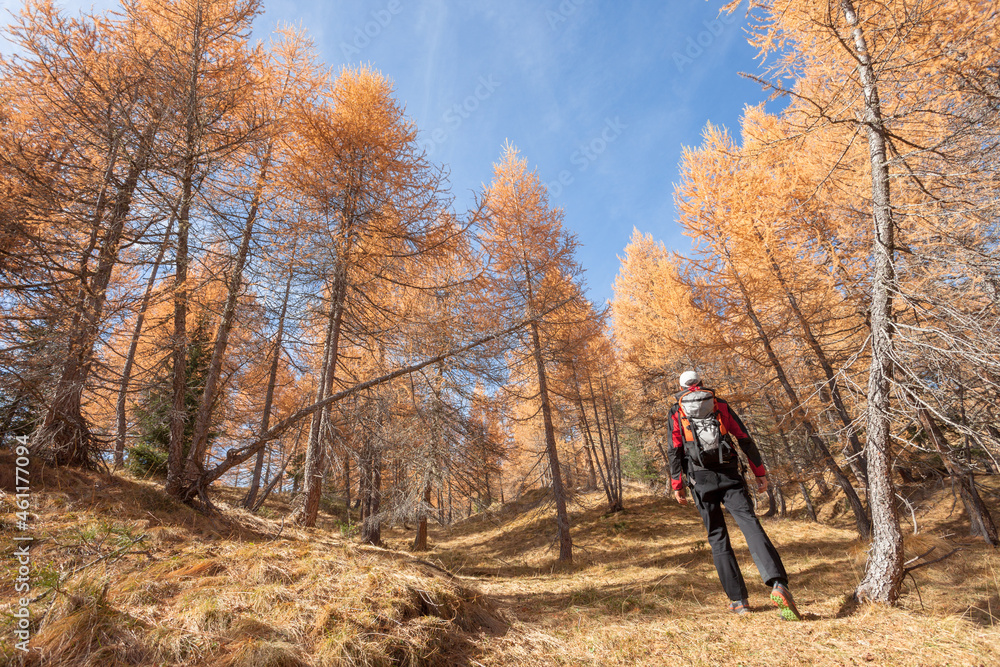 A trekker walking solo among the forest in a sunny atumnal day A trekker walking solo among the forest in a sunny atumnal day