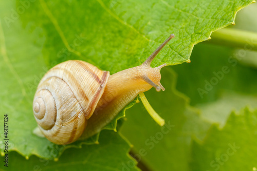 Close-up view of snail on green leaf.