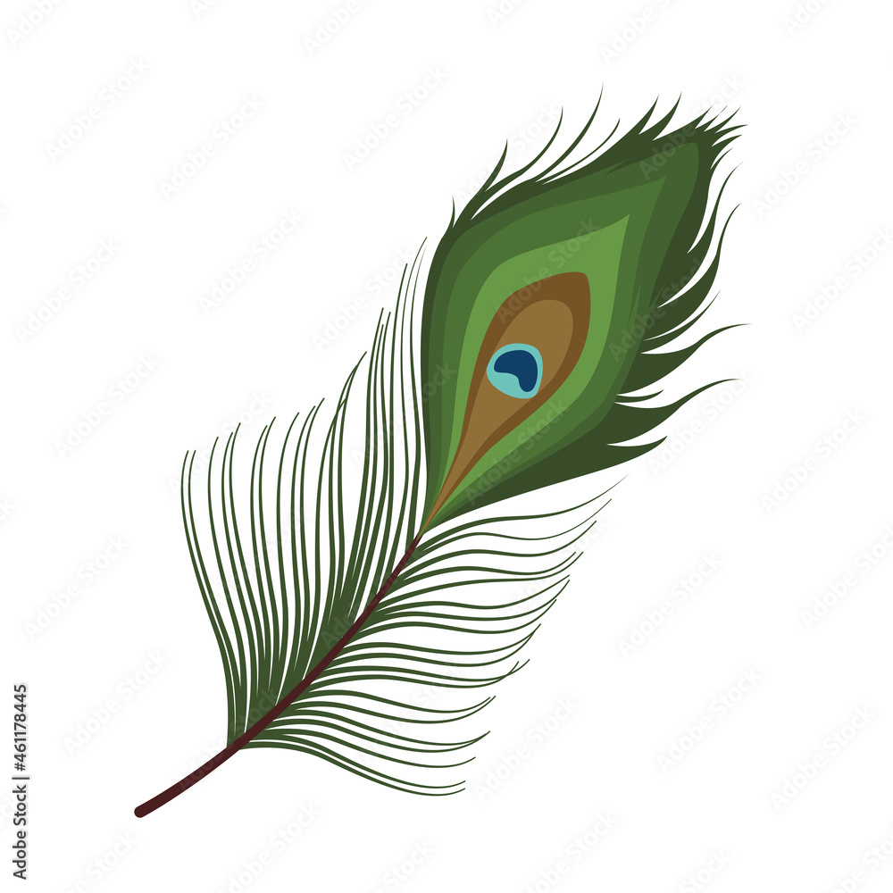 beautiful peacock feather beautiful peacock feather