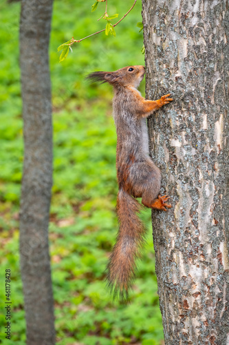 The squirrel sits on a tree trunk in the spring. Eurasian red squirrel © Dmitrii Potashkin