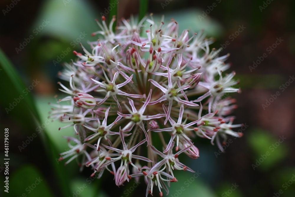Czosnek karatawski Allium karataviense Czosnek karatawski Allium karataviense