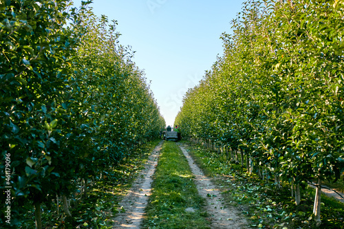 The road in the apple orchard. Apple harvest.