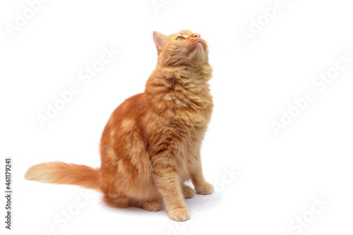 Ginger cat standing and looking up, isolated on white background