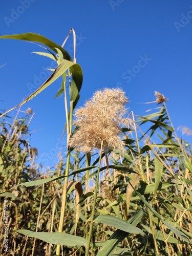 corn field against sky