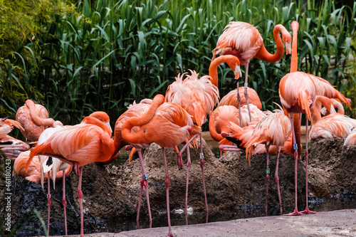 Flamingos in a zoo  genus of neognate birds in the family Phoenicopteridae.