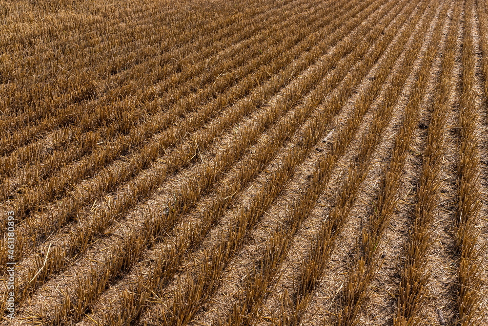 Stubble in the field after harvest. Cut stalks of cereals in the field. Slender rows of grain crops Stubble in the field after harvest. Cut stalks of cereals in the field. Slender rows of grain crops