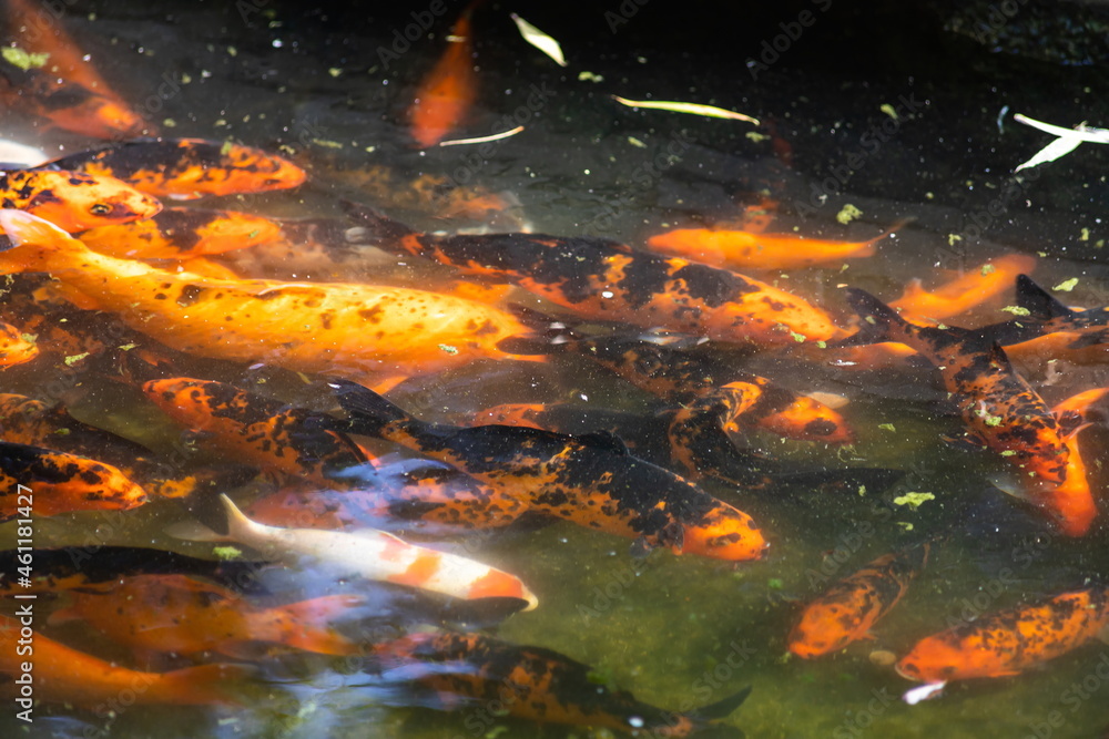Koi fish swimming in water garden, fancy carp fish, koi fishes, Koi fish in the pond Koi fish swimming in water garden, fancy carp fish, koi fishes, Koi fish in the pond