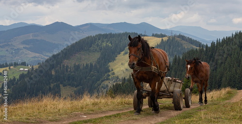 horse-drawn, going on a road in the Carpathian mountains. Ukraine