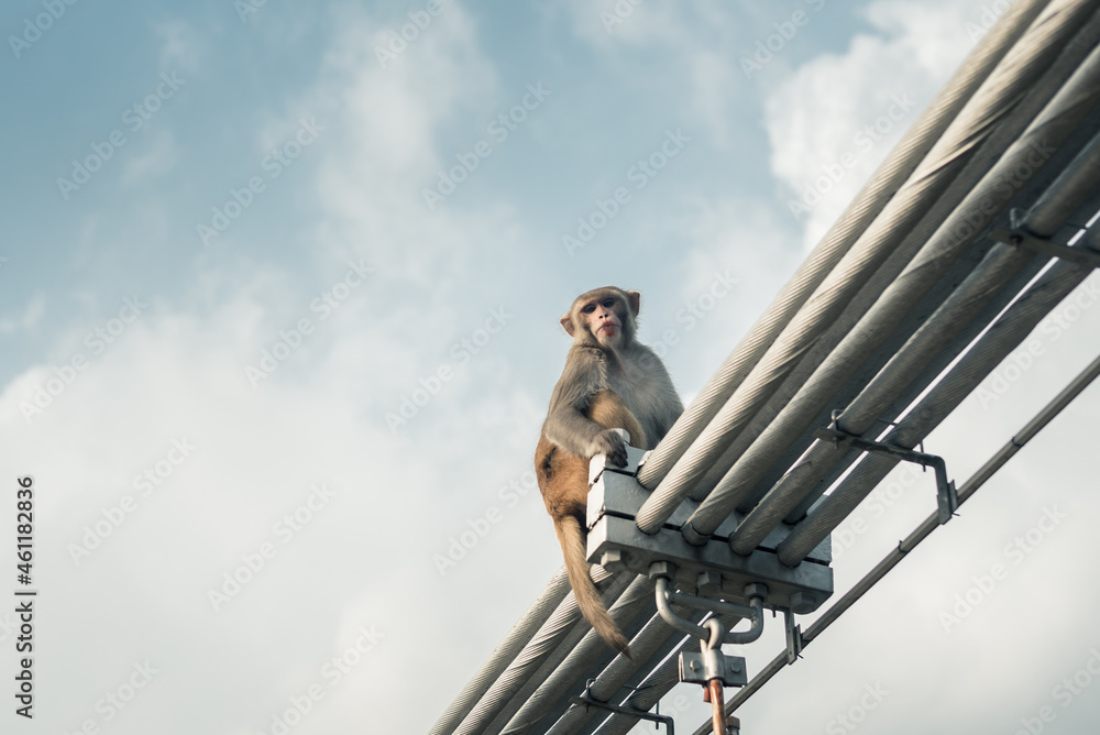 Low angle shot of a Monkey on iron bridge Low angle shot of a Monkey on iron bridge