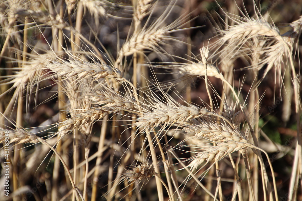 October Wheat, Pylypow Wetlands, Edmonton, Alberta October Wheat, Pylypow Wetlands, Edmonton, Alberta