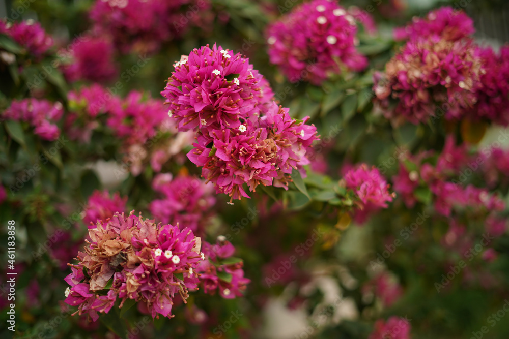 pink flowers in the garden pink flowers in the garden