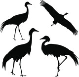 Set of silhouettes of birds. Black crane on white background vector