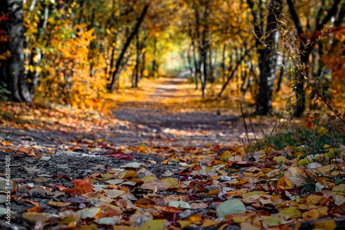 Natural landscape. Fallen autumn yellow leaves in the forest, filmed from a low point