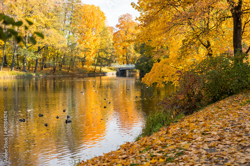 Walking in a park in autumn  some golden trees