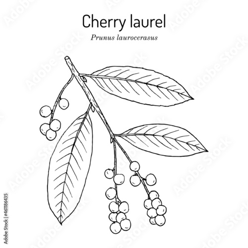 English, or cherry laurel Prunus laurocerasus , medicinal plant
