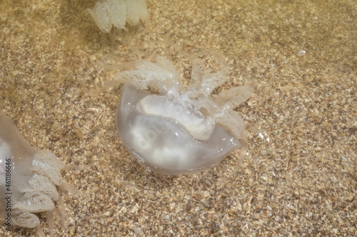 Jellyfish kornerota on the coast of the Sea of ​​Azov, Ukraine