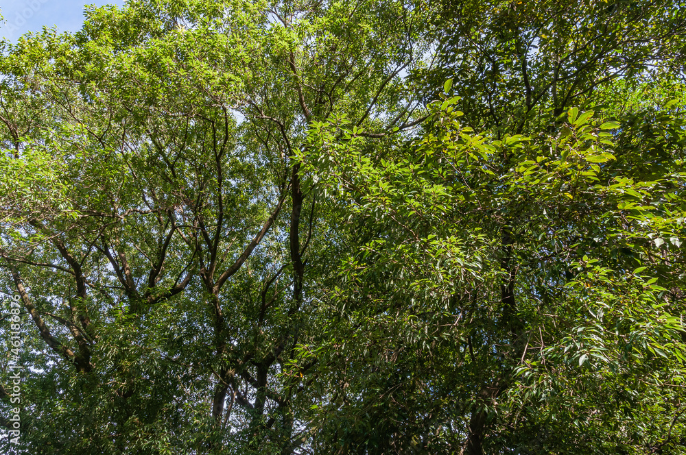 Obraz premium 木々