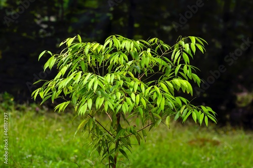 Nagasari (Mesua ferrea), a plant from the Gutiferae family photo