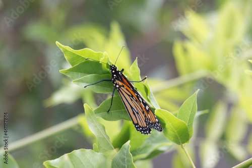 Monarch butterfly on a green leaves in a sunny day. © daisy_y