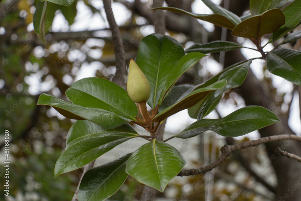 Southern magnolia bud close up. Side view. Southern magnolia bud close up. Side view.