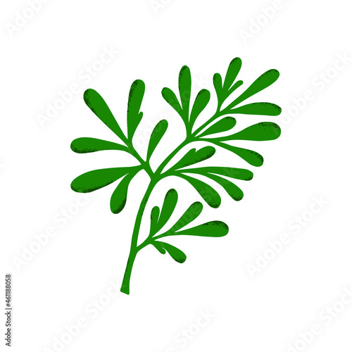 Medicinal plant  Ruta graveolens . Botanical vector illustration. Can be used for cards  invitations or like sticker.