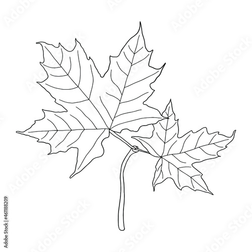 Maple leaves. Can be used for postcards, invitations, advertising, web, textile and other.