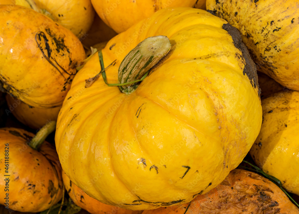 picture with yellow and orange pumpkins, pumpkin stack on wooden boards, pumpkin close-up, autumn harvest time, preparing for Halloween