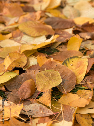 Autumn leaves on the ground, autumn leaves background