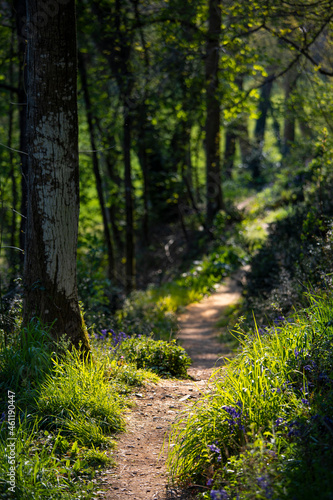 Chemin dans une forêt ou sous bois au printemps. © Thierry RYO