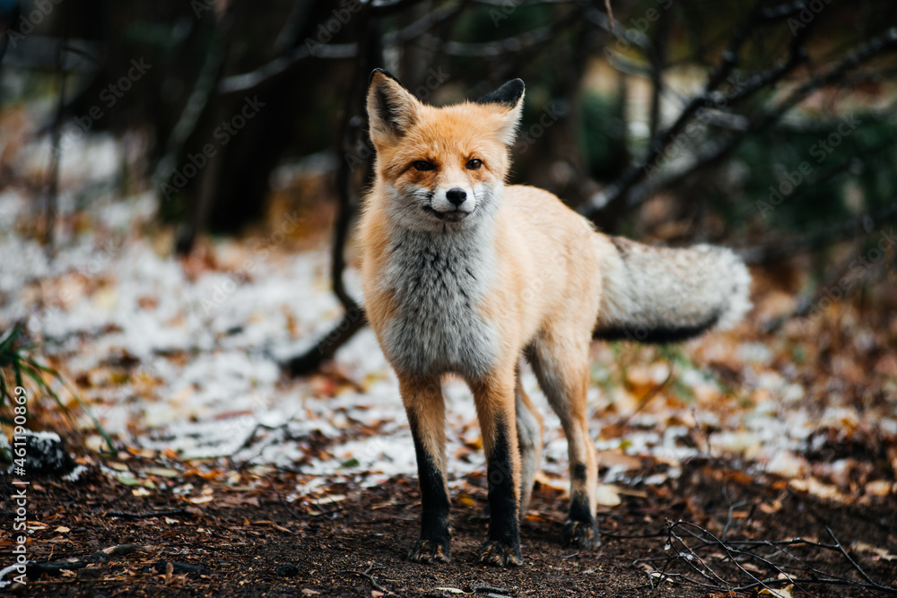 red fox stands in the autumn October forest