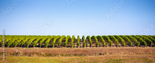 Vue panoramique sur les vignes alignées à l'horizon.