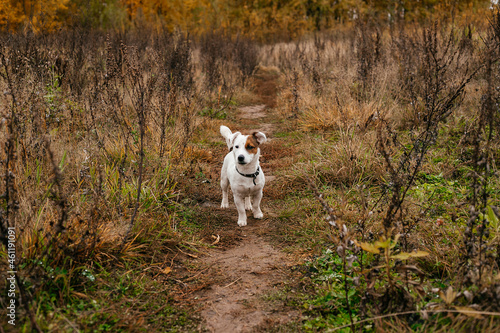 Jack Russel terrier walking in the park in autumn