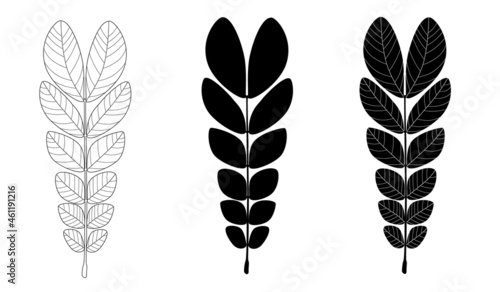 Three style of Samanea saman leaves forms