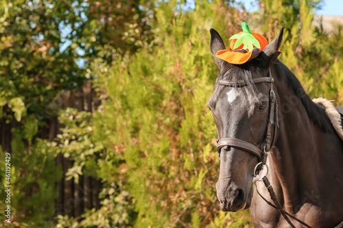 Cute horse with Halloween decor outdoors