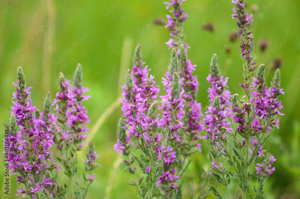 Obraz premium Purple loosestrife flowers landscape closeup view with selective focus on foreground