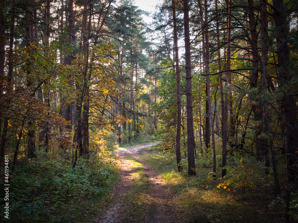 Fototapeta premium a colorful golden autumn in pine forest