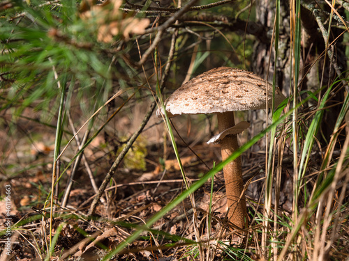 beautiful edible mushroom in a pine forest