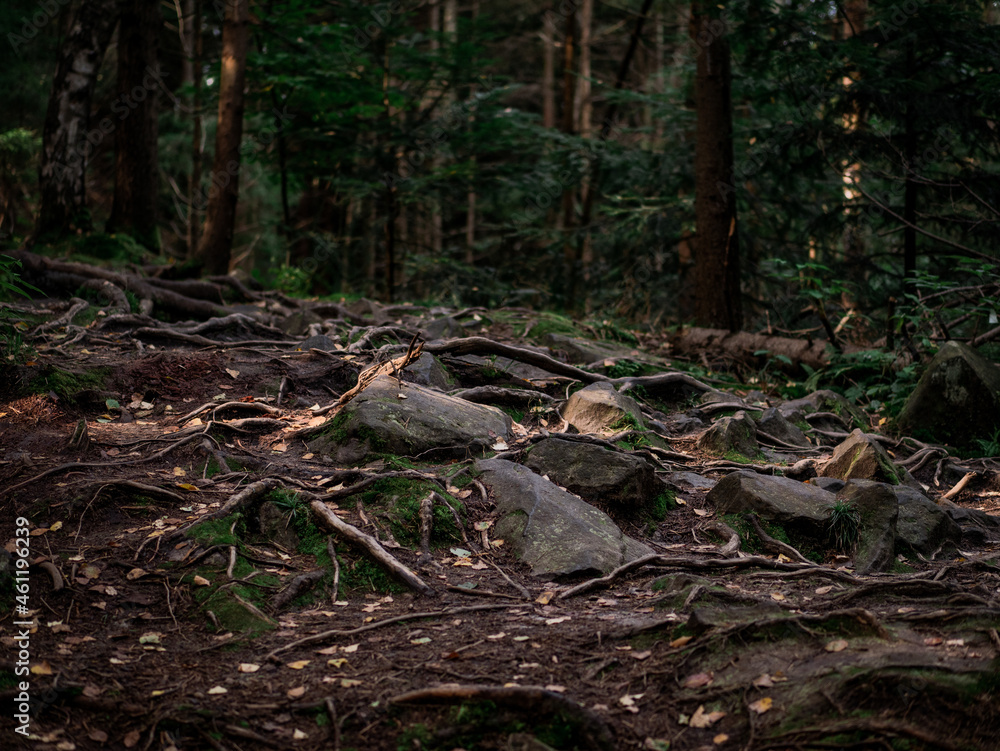 Forest trail covered with stones and roots Forest trail covered with stones and roots