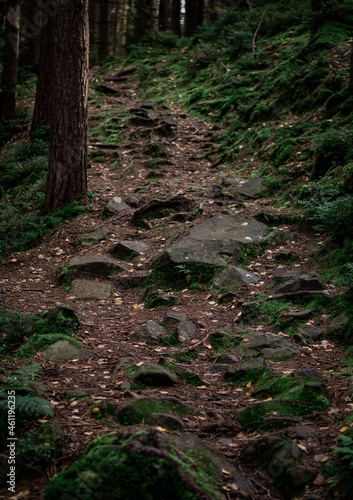 Forest path with stones.