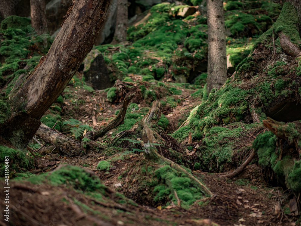 Mountain trail in the forest Mountain trail in the forest