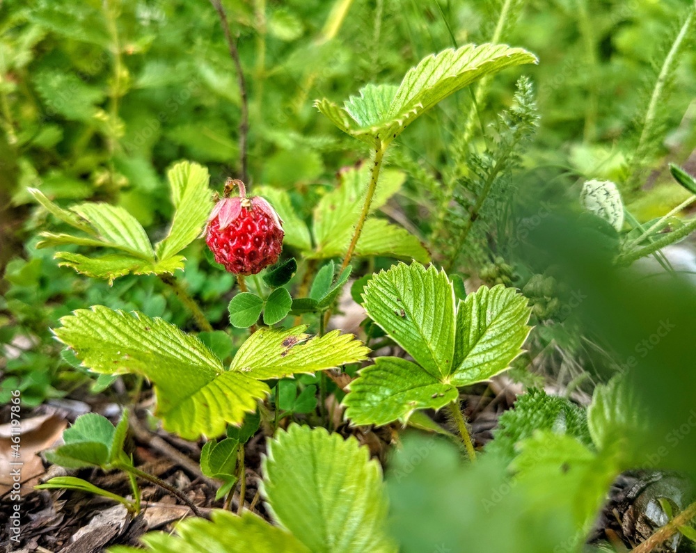 Wild strawberry in the middle of the woods (macro photography) Wild strawberry in the middle of the woods (macro photography)