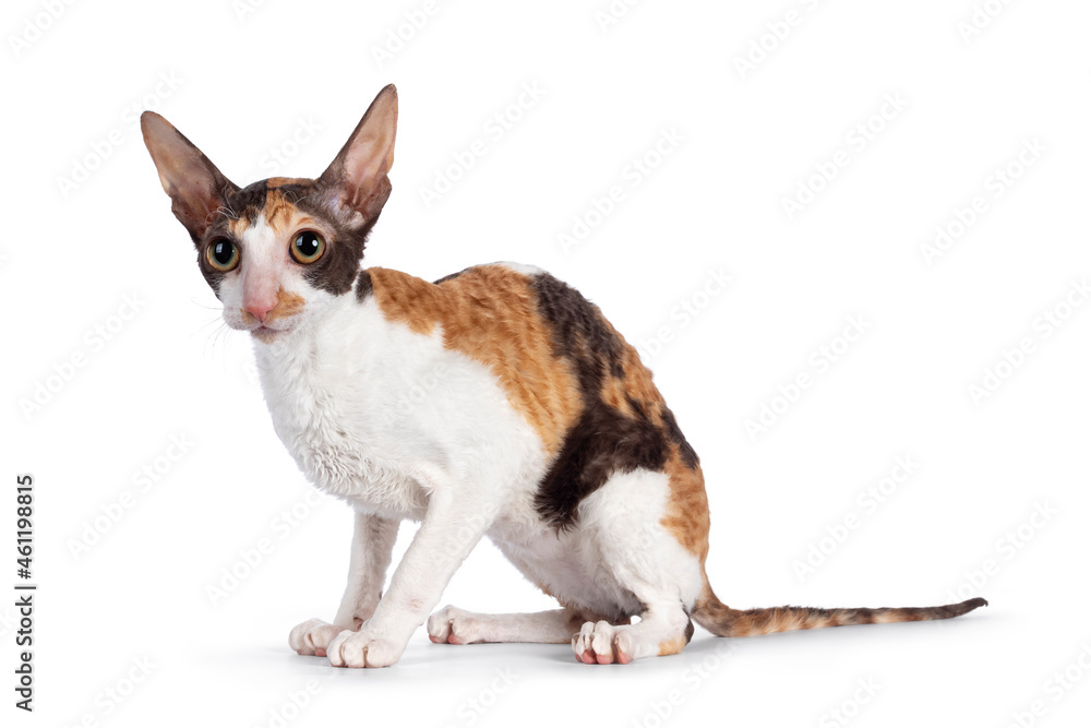 Obraz premium Cute little tortie with white Cornish Rex cat kitten, sitting side ways. Looking towards camera with big eyes. Isolated on a white background.